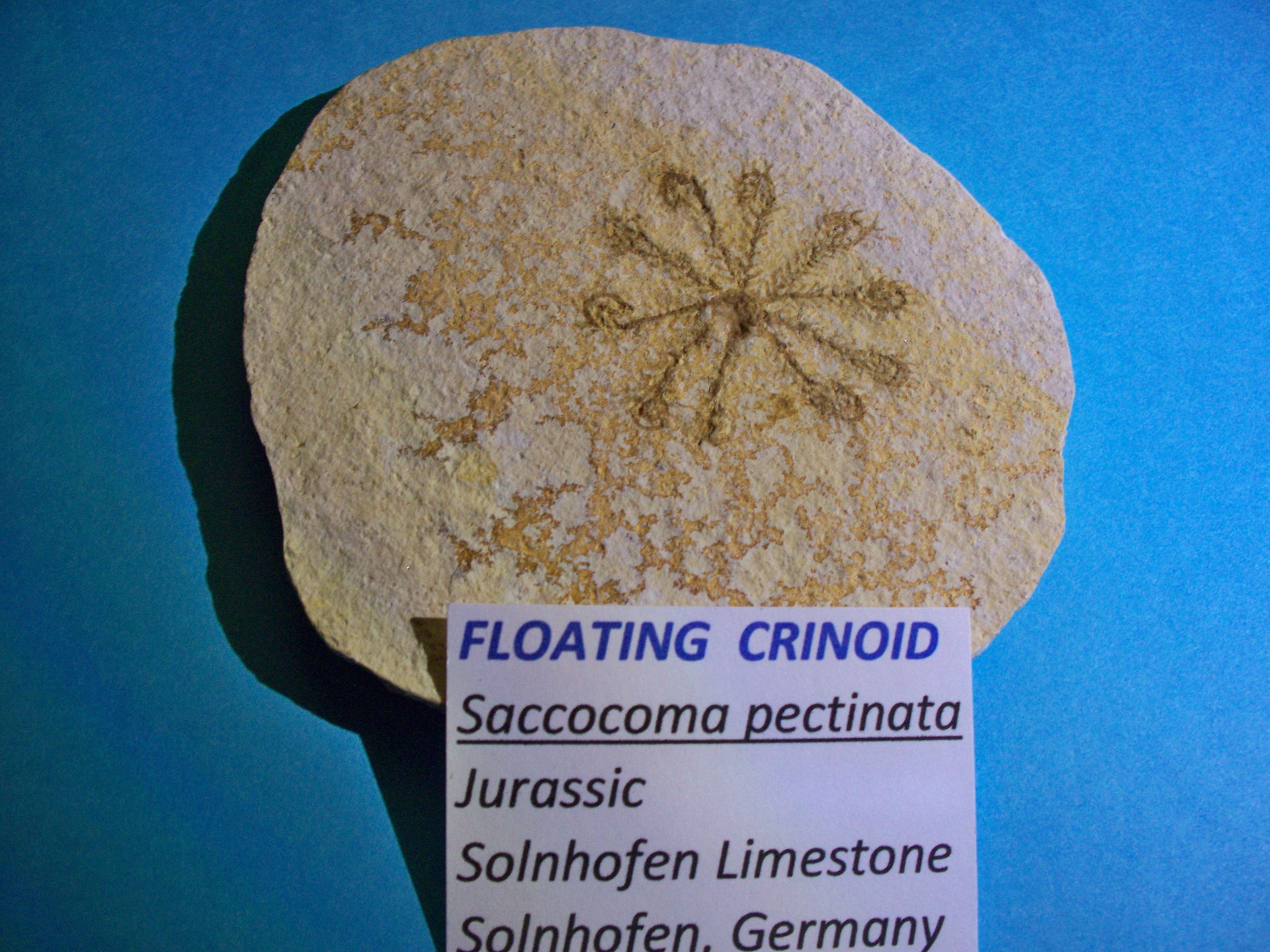 Fossil - Crinoid